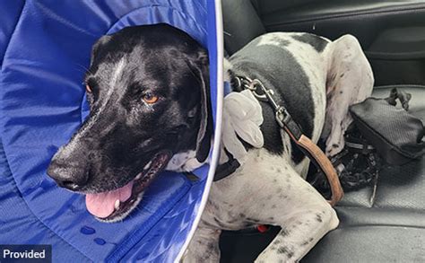 A vicious pack of pit bulls has mauled two women who were out for a run - ripping most of the scalp off one and leaving the other with deep wounds all over her body. Cousins Isabella George, 19 ...